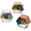 Craft Crush — Mini Plants Terrariums Easy Fun Arts and Craft Kit — Make 3 Charming Faux Terrariums! — For Ages 13 and Up(Mini)
